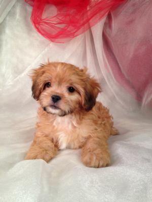 Red Male Lhasa Bichon Puppy for sale #3 DOB 3-1-15 $675